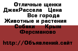 Отличные щенки ДжекРассела › Цена ­ 50 000 - Все города Животные и растения » Собаки   . Крым,Ферсманово